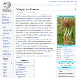 Psilocybe semilanceata