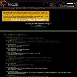 Psilocybin Mushroom Vault : Images : Cultivation