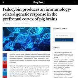 Psilocybin produces an immunology-related genetic response in the prefrontal cortex of pig brains