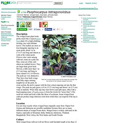 Psophocarpus tetragonolobus