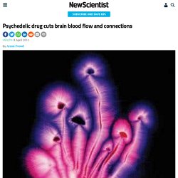 Psychedelic drug cuts brain blood flow and connections - health - 08 April 2011