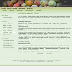 Puceron vert et farineux - Prunier