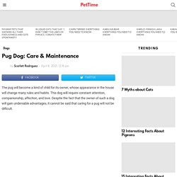 Pug Dog: Care & Maintenance - PetTime
