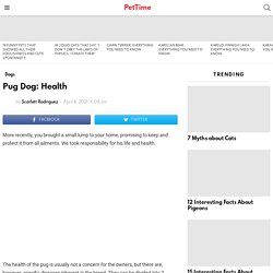 Pug Dog: Health - PetTime