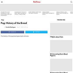 Pug: History of the Breed - PetTime