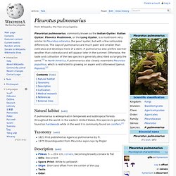 Pleurotus pulmonarius
