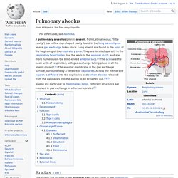Pulmonary alveolus - Wikipedia