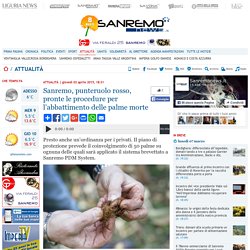 Sanremo, punteruolo rosso, pronte le procedure per l’abbattimento delle palme morte - Quotidiano online della provincia di Imperia