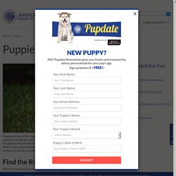 Puppies: Name, Train & Care for Your New Puppy