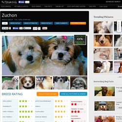 Zuchon Puppies & Adults info, rescues & breeders