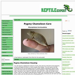 Chameleons | Pearltrees