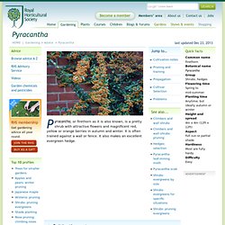 Pyracantha