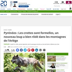 Pyrénées : Les crottes sont formelles, un nouveau loup a bien rôdé dans les montagnes de l’Ariège