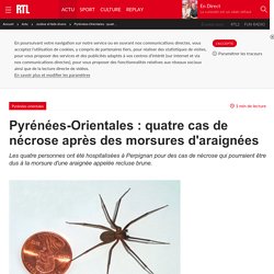 RTL 07/08/17 Pyrénées-Orientales : quatre cas de nécrose après des morsures d'araignées