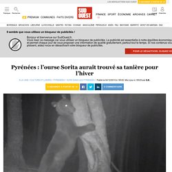 Pyrénées : l’ourse Sorita aurait trouvé sa tanière pour l’hiver