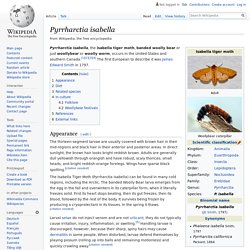 Pyrrharctia isabella