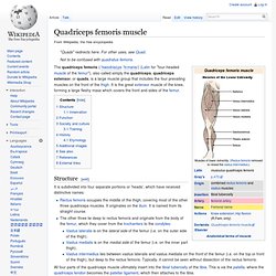 Quadriceps femoris muscle