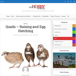 Quails – Raising and Egg Hatching - My Hobby Portal