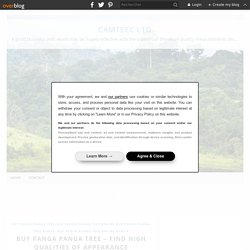 Buy Panga Panga Tree – Find High Qualities Of Appearance
