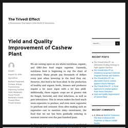 Research on Cashew Plant by Guruji Mahendra Trivedi