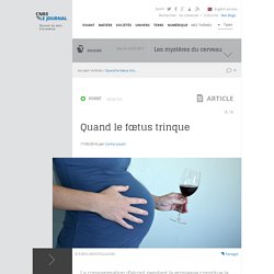 Quand le foetus trinque - CNRS