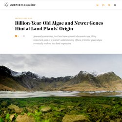 Billion-Year-Old Algae and Newer Genes Hint at Land Plants’ Origin