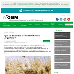 9 nov. 2021 Que va devenir le blé OGM cultivé en Argentine ?