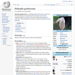 Psilocybe quebecensis