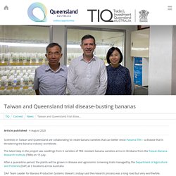 QLD_gov_au 04/08/20 Taiwan and Queensland trial disease-busting bananas (TR4)