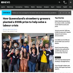 How Queensland's strawberry growers planted a $100k prize to help solve a labour crisis