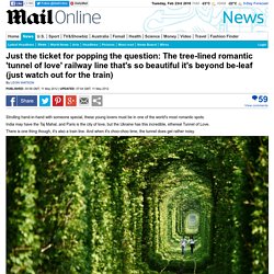 Just the ticket for popping the question: The romantic 'tunnel of love' railway line that's so beautiful it's beyond be-leaf