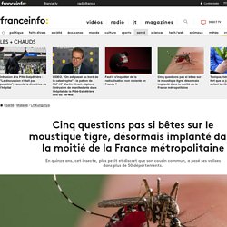 Cinq questions pas si bêtes sur le moustique tigre, désormais implanté dans la moitié de la France métropolitaine