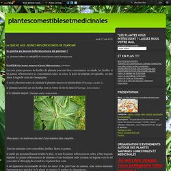 LA QUICHE AUX JEUNES INFLORESCENCES DE PLANTAIN - Le blog de plantescomestiblesetmedicinales