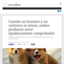 Cuando un humano y un cachorro se miran, ambos producen amor (químicamente comprobado)