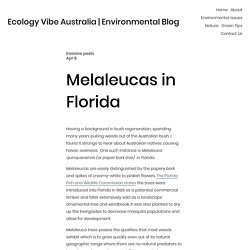 Control of Melaleuca Quinquenervia Tree in Florida