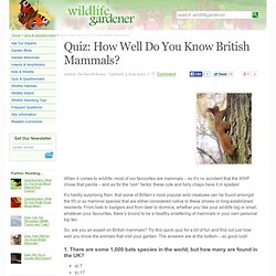 Quiz: How Well Do You Know British Mammals? - Wildlife Gardener (UK)