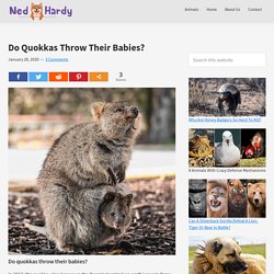 Do Quokkas Throw Their Babies? - Ned Hardy
