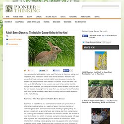 Rabbit Borne Diseases - The Invisible Danger Hiding in Your Yard