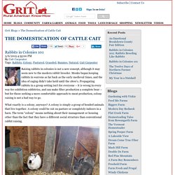 Rabbits in Colonies 101 - The Domestication of Cattle Cait Blog