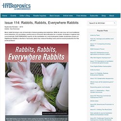 Issue 114: Rabbits, Rabbits, Everywhere Rabbits
