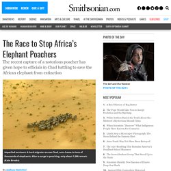 The Race to Stop Africa’s Elephant Poachers