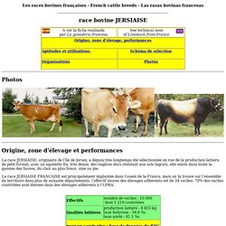 race bovine jersiaise