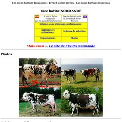 race bovine Normande