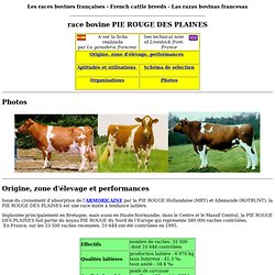 race bovine Pie Rouge des Plaines