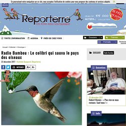 Radio Bambou : Le colibri qui sauva le pays des oiseaux