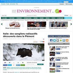 Italie: des sangliers radioactifs découverts dans le Piémont - Le Huffington Post