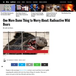 Radioactive Wild Boars Roam Fukushima, Japan