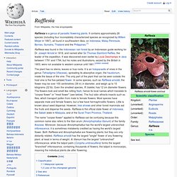 Rafflesia