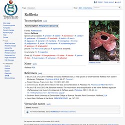 Rafflesia