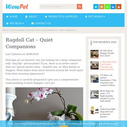 Ragdoll Cat - Quiet Companions - WewPet